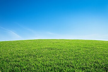 Obraz premium Vibrant grassy field stretching to horizon with bright azure sky above