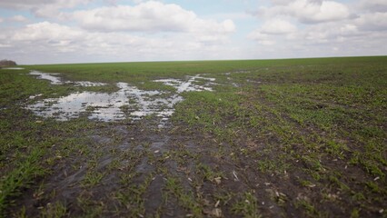 green sprouts of wheat on the field in early spring. large puddle of water after irrigation. agribusiness concept of green wheat field. plant growing of young green wheat on a field landscape water
