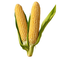Fototapeta premium corn isolated on white