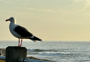 A serene dusk in La Jolla, featuring a seagull perched on a wooden post by the sea, with gentle waves and a hazy sky in the background, creating a tranquil coastal scene