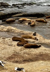 Obraz premium Sea lions resting on rocky terrain near the water�s edge at La Jolla, with birds nearby, capturing a serene coastal wildlife scene.