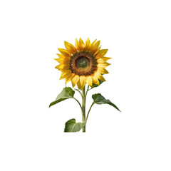 sunflower ,isolated on white background , transparent png image