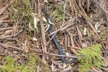 A Red-bellied Black Snake (Pseudechis porphyriacus) seen next to a walking track, in Sydney, Australia. They are poisonous and responsible for many bites every year on the East coast of Australia.
