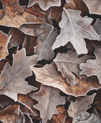 Close-up of frost-covered leaves on the ground, with delicate patterns and textures in shades of brown and white