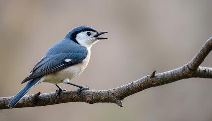 Fototapeta premium Songbirds melody in the making