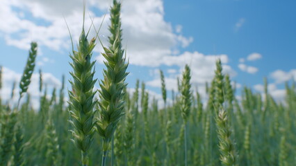 Spikelets of wheat sway in wind. Famine in world. Beautiful blue sky. Harvest and harvesting concept. Close up.