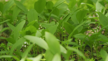 Beautiful forest lily of valley as an element of wildlife. Convallaria majalis. Slow motion.