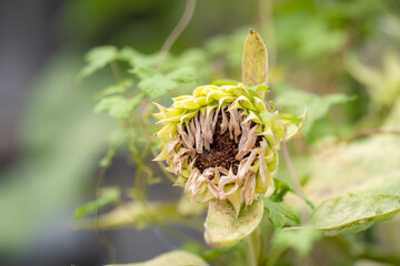Wilted sunflower