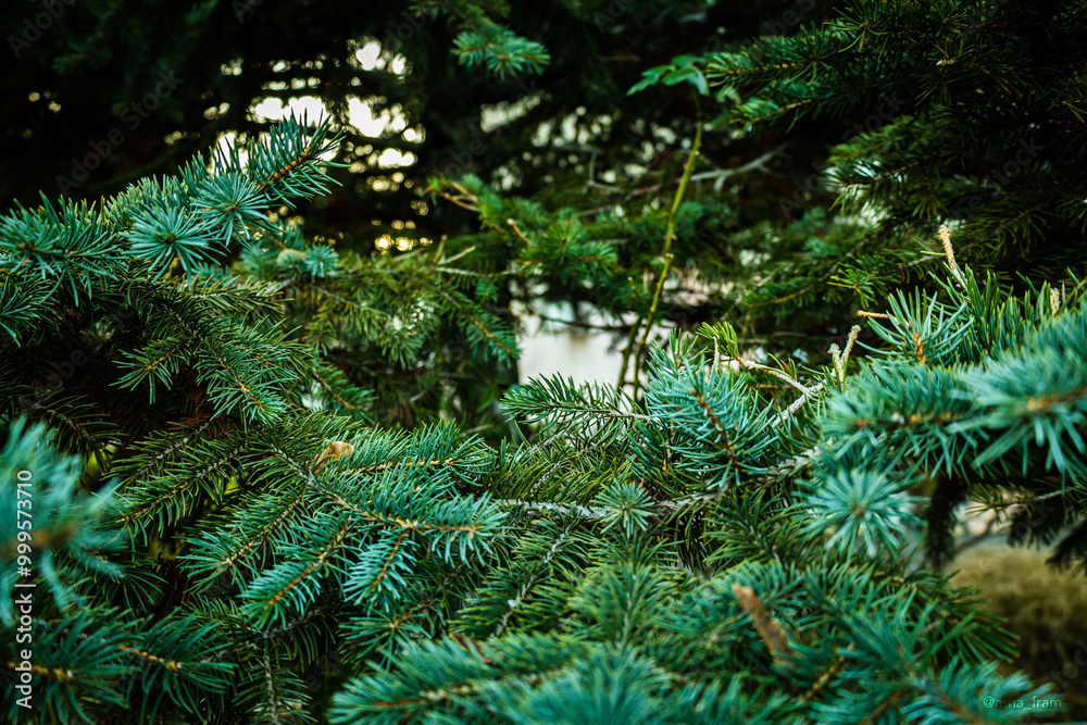 Wall mural christmas tree in the forest