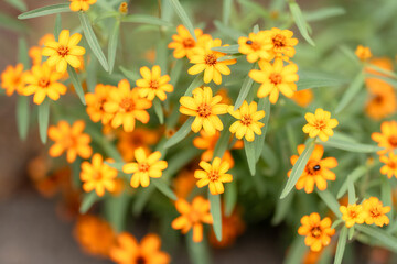 yellow flowers in the garden