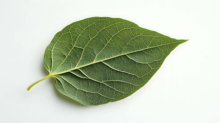 Obraz premium Green leaf with detailed veins against a white background.