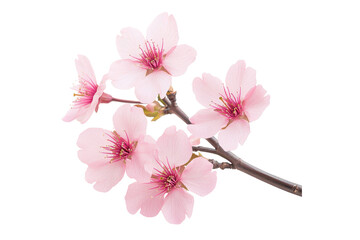 Delicate pink flowers bloom gracefully on a slender branch, embodying the beauty and charm of springtime flora.