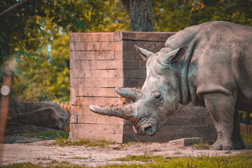 Nosorożec w polskim zoo,Chorzów zoo © Mariusz