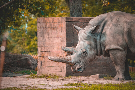 Fototapeta Nosorożec w polskim zoo,Chorzów zoo