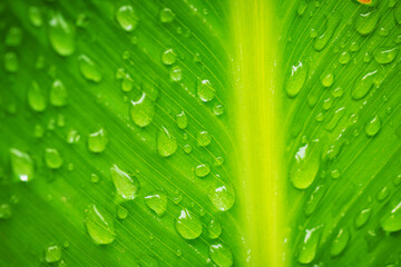 Water droplets on green leaves in the sunlight