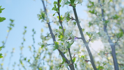 Obraz premium Sakura or cherry blossom flower full bloom. White flowers in the spring garden. Bokeh.