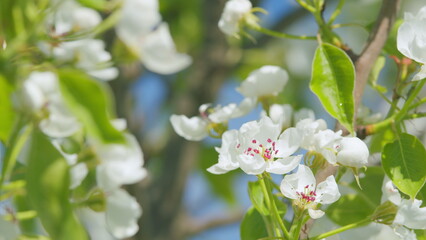 Spring background with white pear blossom. White bloom of a pear tree in springtime. Close up.