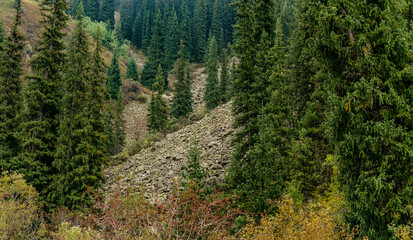 green forest in the mountains