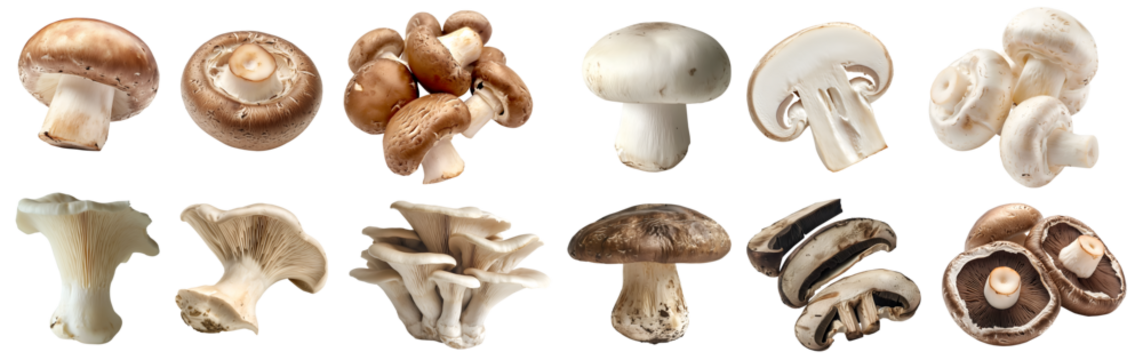 Collection of 4 mushroom fungus fungi vegetable, Oyster Pleurotus, Portobello Agaricus, White brown champignon button bisporus on transparent background cutout PNG. Mockup template for artwork design
