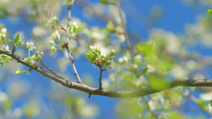 Nature scene with flowering white cherry flower. Trees swaying in the wind, fruit orchards blooming. Slow motion.