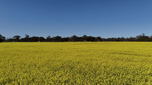 Farming and agriculture - Australia  - Wheat, Barley and Canola Fields Farmland