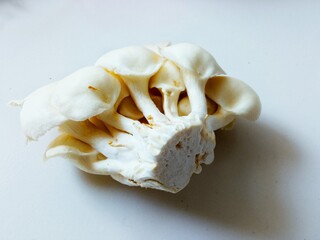 Oyster mushrooms are edible mushrooms from the Basidiomycota group and belong to the Homobasidiomycetes class with general characteristics of a semicircular cap similar 