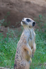 A vigilant meerkat guards its territory