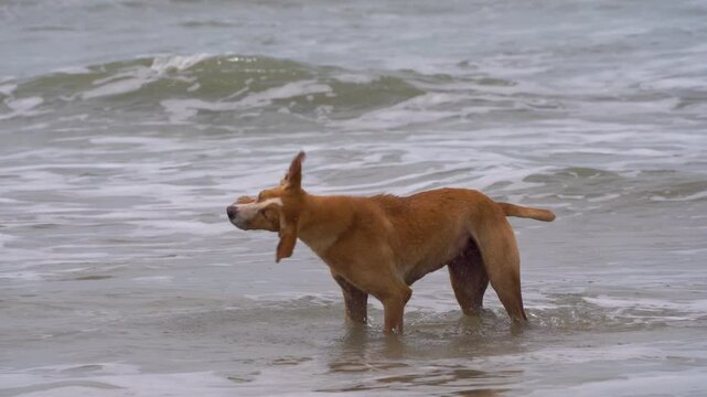 Brown Indian local Indie dog standing in the waves of the ocean at beach enjoying the water and surf. Shot at Calangute beach Goa a popular tourist destination
