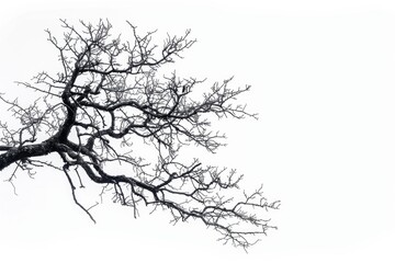 Fototapeta premium A black and white photo of a bare tree, perfect for using as a simple background or texture