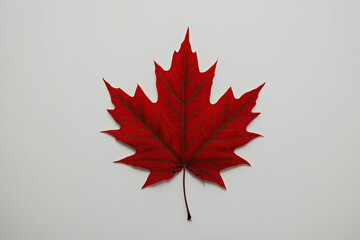 Isolated Red Canadian Maple Leaf on White Background for Nature and Decor Use