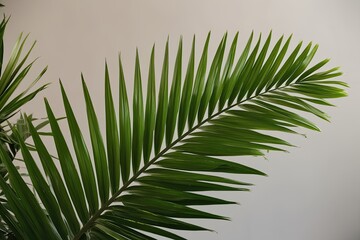 Fototapeta premium Vibrant Green Palm Leaf Against Simple Background