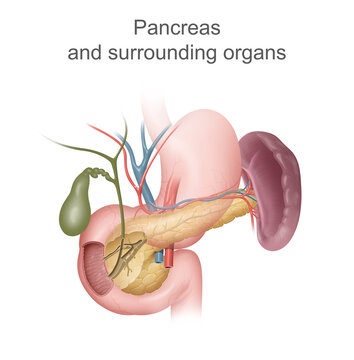 Illustration of pancreas and surrounding organs