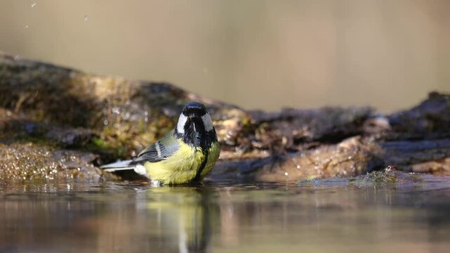 Bird - Colorful great tit Parus major drinking water and bathing in forest pond, photographed in horizontal, amazing background, summer time