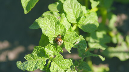 Colorado potato beetle mating on potato leaves in a field. Reproduction of colorado potato beetles. Close up.