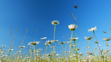Daisy swaying in wind. Field of white daisies in the wind swaying. Spring meadow. Low angle view.