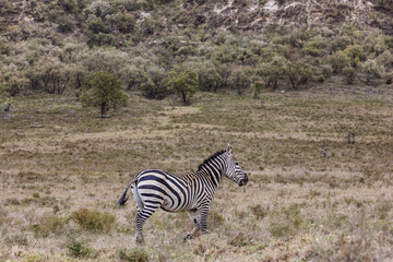 zebra in the savannah Hell's Gate National Park is a national park situated near Lake Naivasha in Kenya. The park is named after a narrow break in the cliffs, once a tributary of a prehistoric lake th