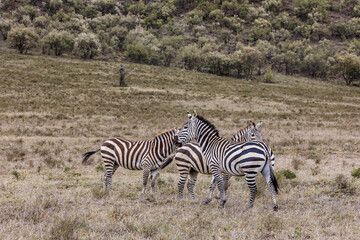 zebras in the serengeti national park Hell's Gate National Park is a national park situated near...