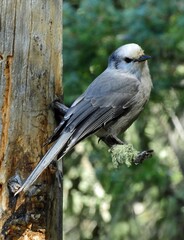 a clark's nutcracker bird perched in a tree along the three lakes loop hiking  trail off kebler pass in the rocky mountains of colorado, near crested butte