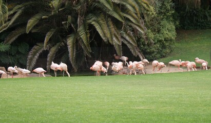 LORO PARK Teneriffa 