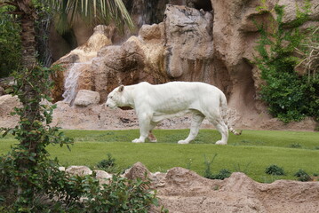 LORO PARK Teneriffa 