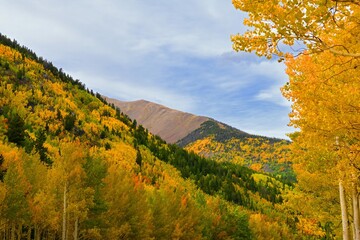 beautiful fall scene with golden aspen trees on a stormy day in the rocky mountains  along u.s. highway 50 between poncha springs and monarch pass, central colorado 