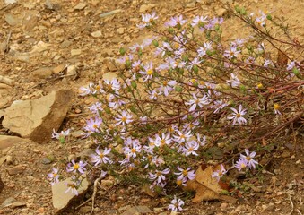 foliage, flower, bushy, botany, blossom, arid, autumn, black canyon, black canyon of the gunnison, canyon rim, colorado, colorful foliage, continental divide, crawford, fall, geology, gunnison county,