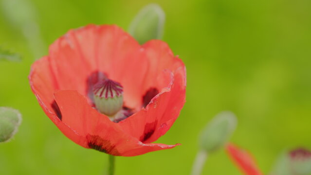 Blooming oriental poppy or scientific name papaver orientale. Papaver orientale Allegro. Close up.