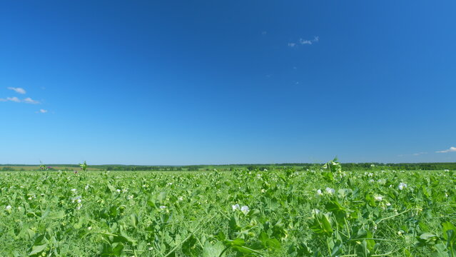 Young shoots and flowers in a field of green peas. Pea field in spring. Wide shot.