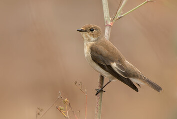 Pied Flycatcher