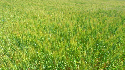 Obraz premium Nature landscape agriculture. Green yellow wheat stalks blow in wind. Wheat field grows for bread.