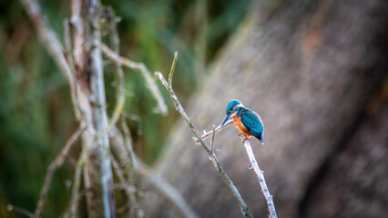 Zimorodek, kingfisher portret bokeh tło na gałązce  © Adrian