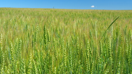 Obraz premium Agriculture. Farmlandand countryside landscape. Traditional farming. Yellow spikes sway in wind.