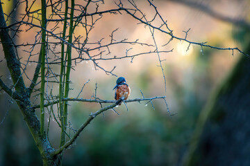 Zimorodek, kingfisher portret bokeh tło na gałązce  © Adrian