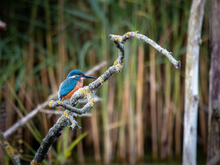 Zimorodek, kingfisher portret bokeh tło na gałązce  © Adrian